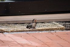 Amsel-10-Tag-8.jpg